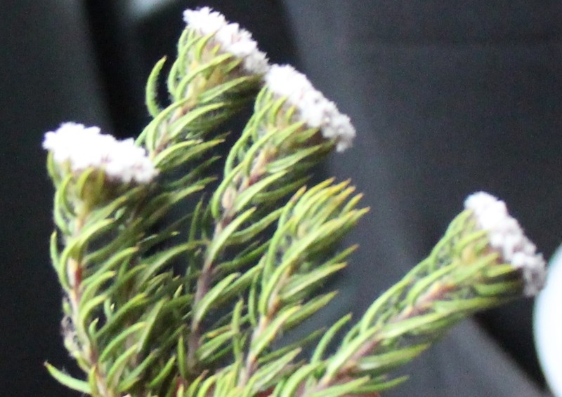 Phylica vulgaris var. major photo 3