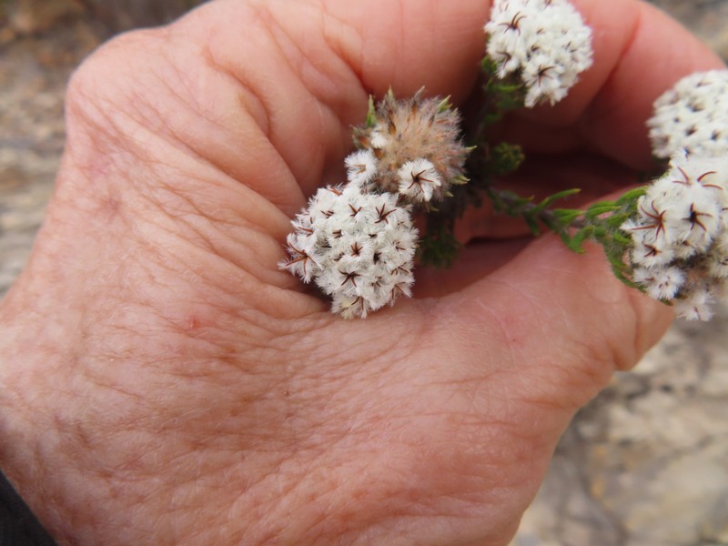 Phylica vulgaris var. major photo 4