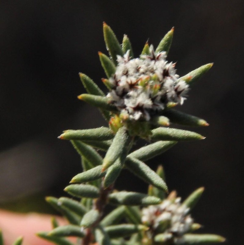 Phylica vulgaris var. vulgaris