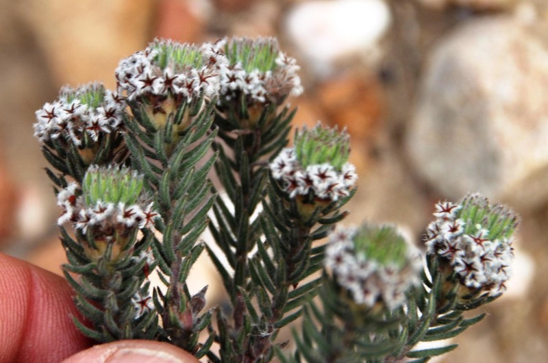 Phylica vulgaris var. vulgaris photo 2