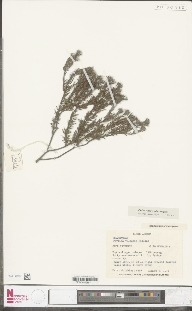 Phylica vulgaris var. vulgaris photo 3