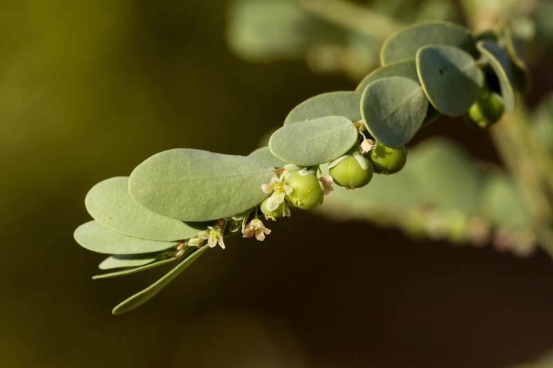 Drummond's Leaf-Flower