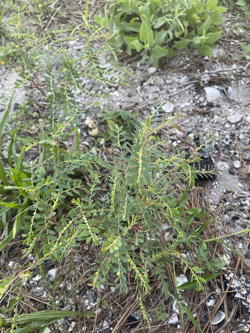 Phyllanthus abnormis var. abnormis