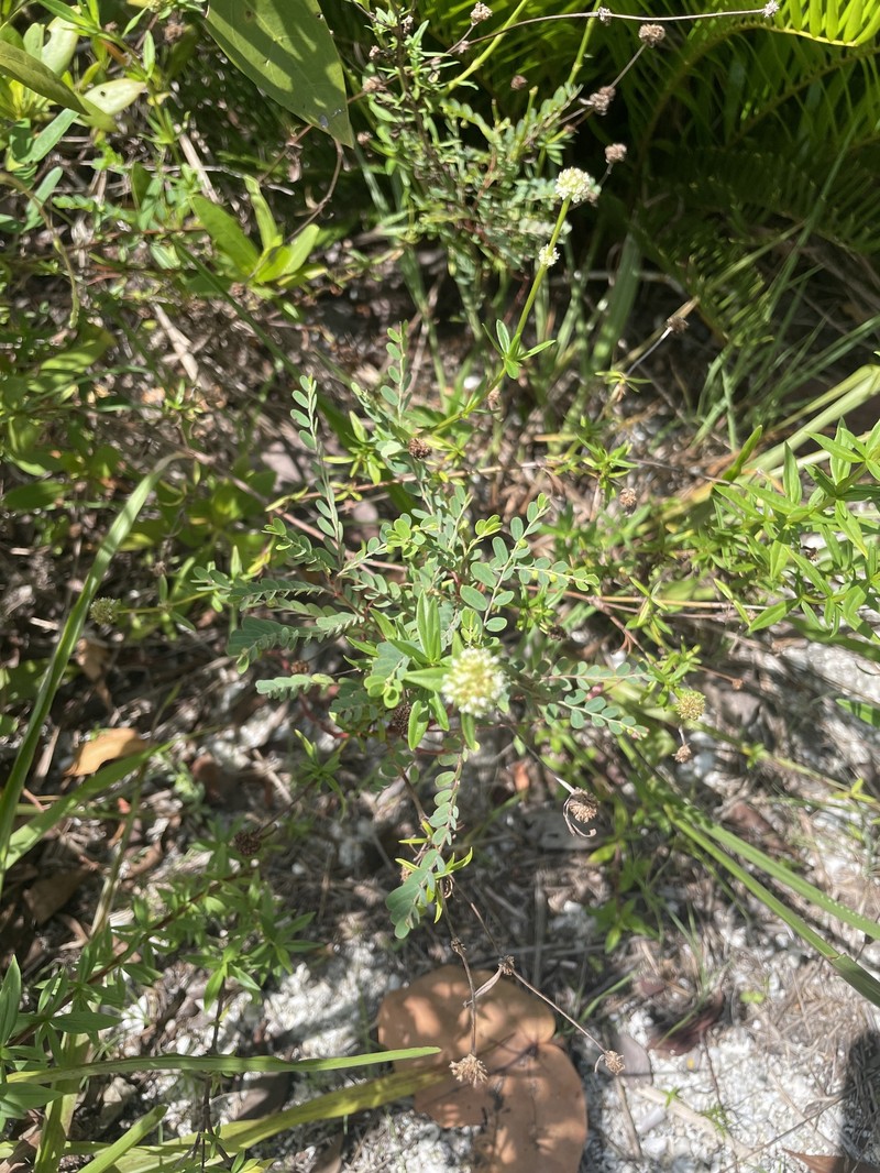 Phyllanthus abnormis var. abnormis photo 2