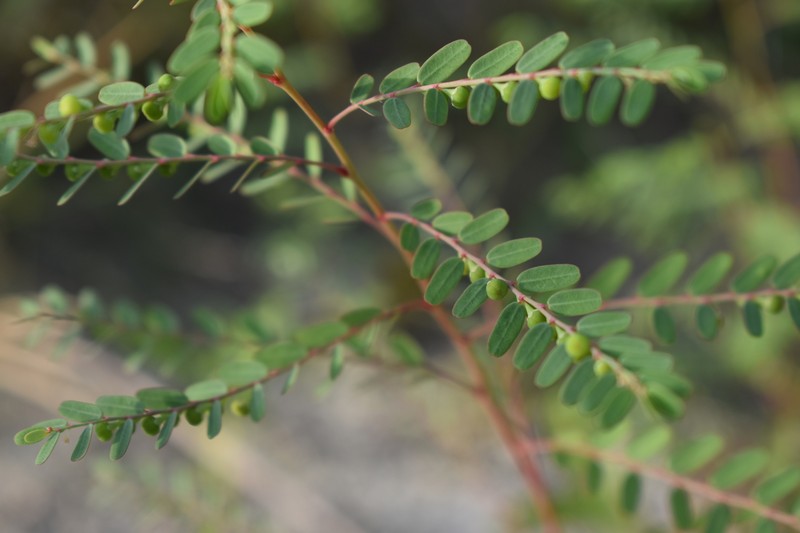 Phyllanthus abnormis var. abnormis photo 3