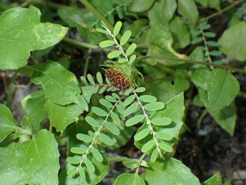 Phyllanthus abnormis var. abnormis photo 4