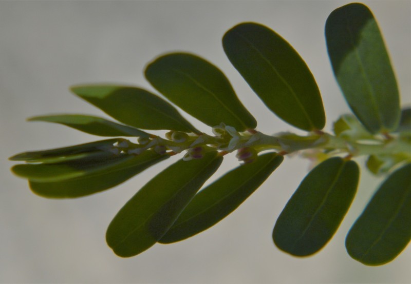 Phyllanthus abnormis var. abnormis photo 7
