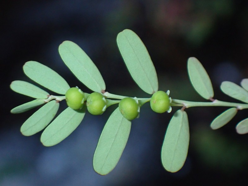 Phyllanthus abnormis var. abnormis photo 8