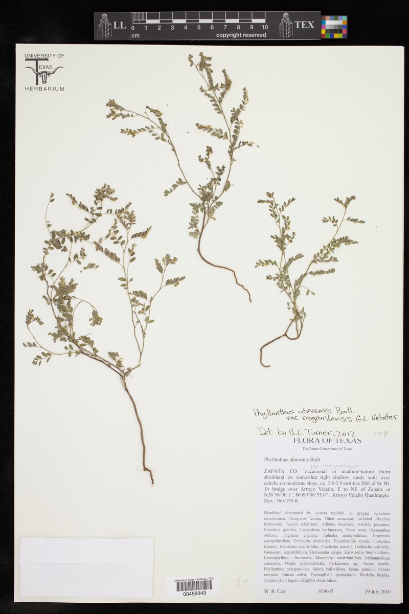 Phyllanthus abnormis var. riograndensis