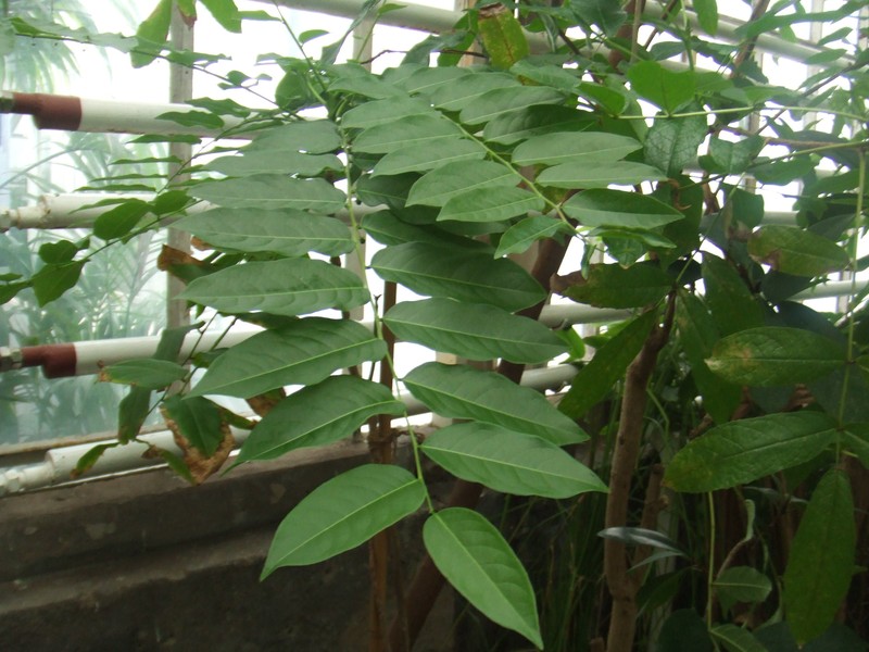 Tahitian Gooseberry Tree photo 2
