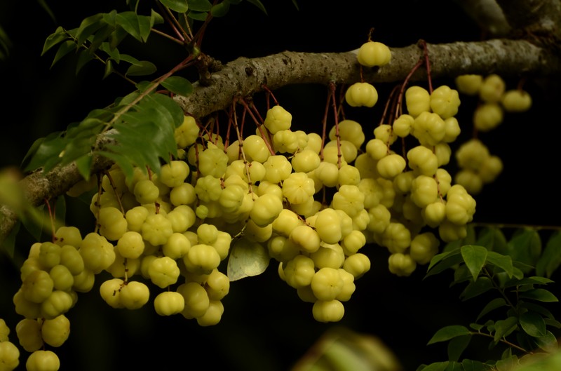 Tahitian Gooseberry Tree photo 3