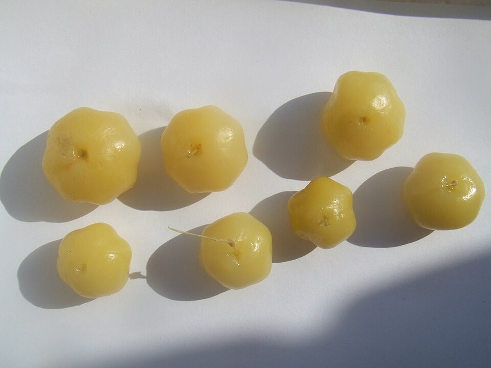 Tahitian Gooseberry Tree photo 6