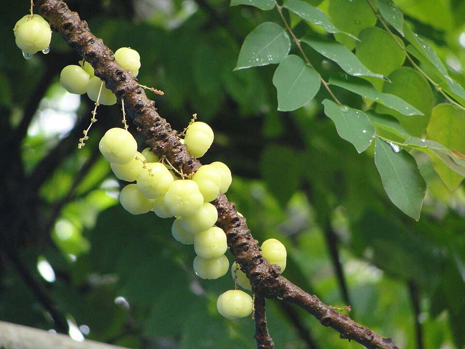 Tahitian Gooseberry Tree photo 7