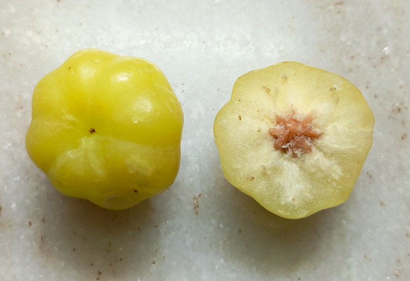 Tahitian Gooseberry Tree photo 5