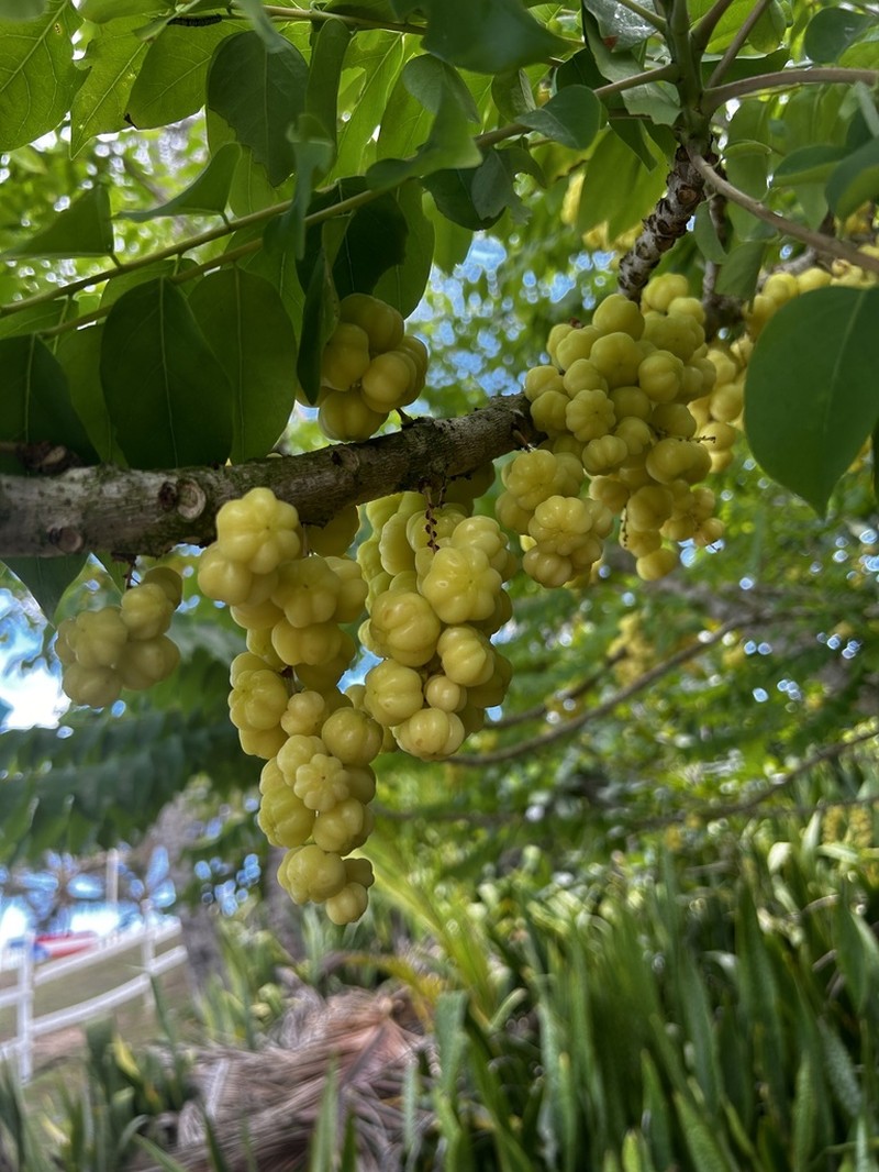 Tahitian Gooseberry Tree photo 6