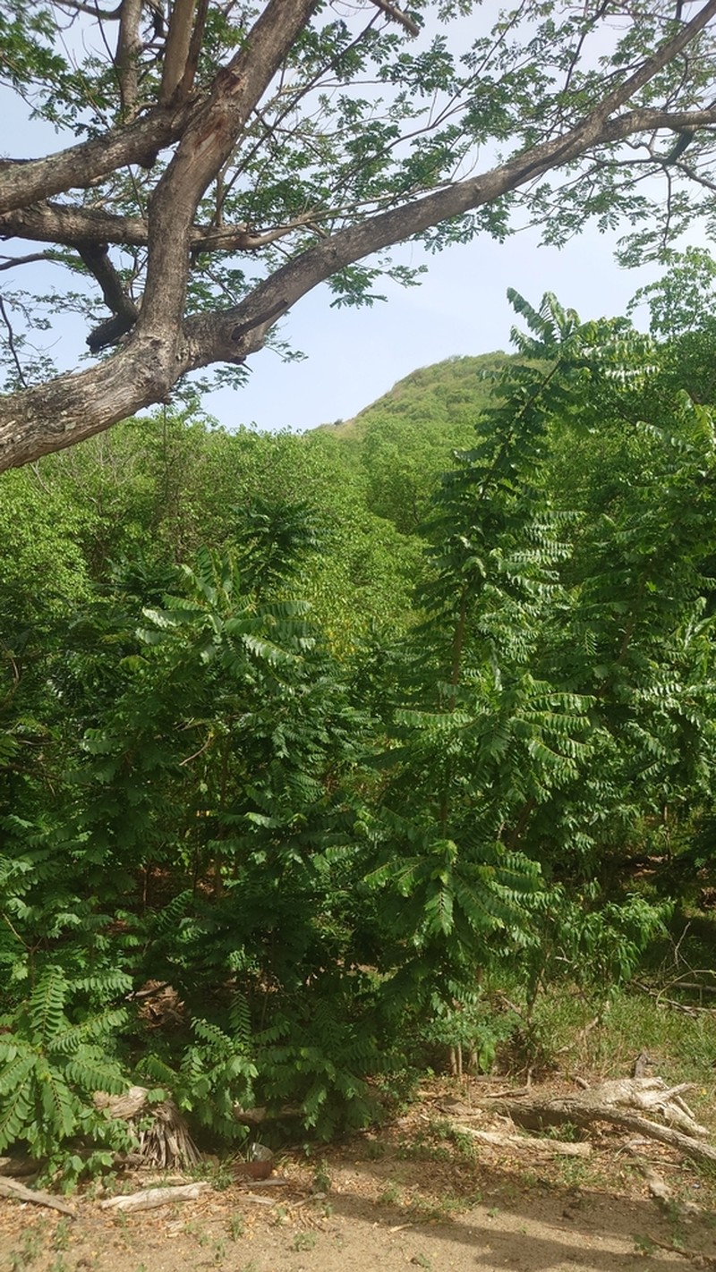 Tahitian Gooseberry Tree photo 7