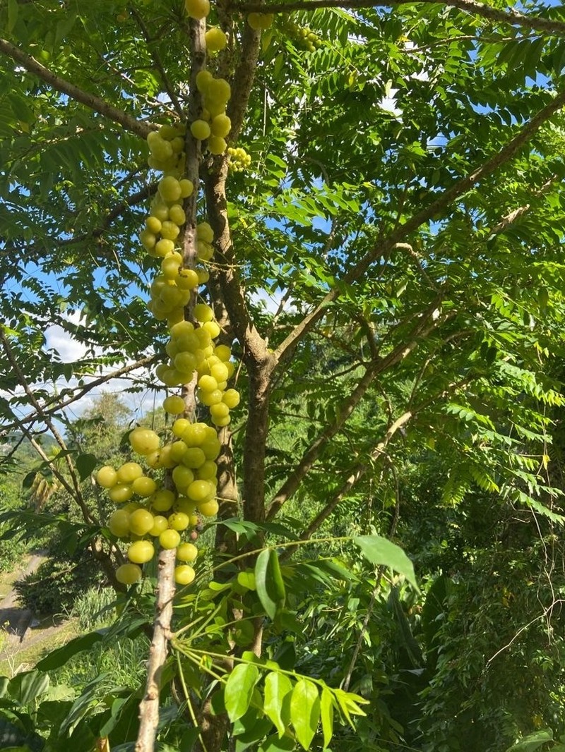 Tahitian Gooseberry Tree photo 8