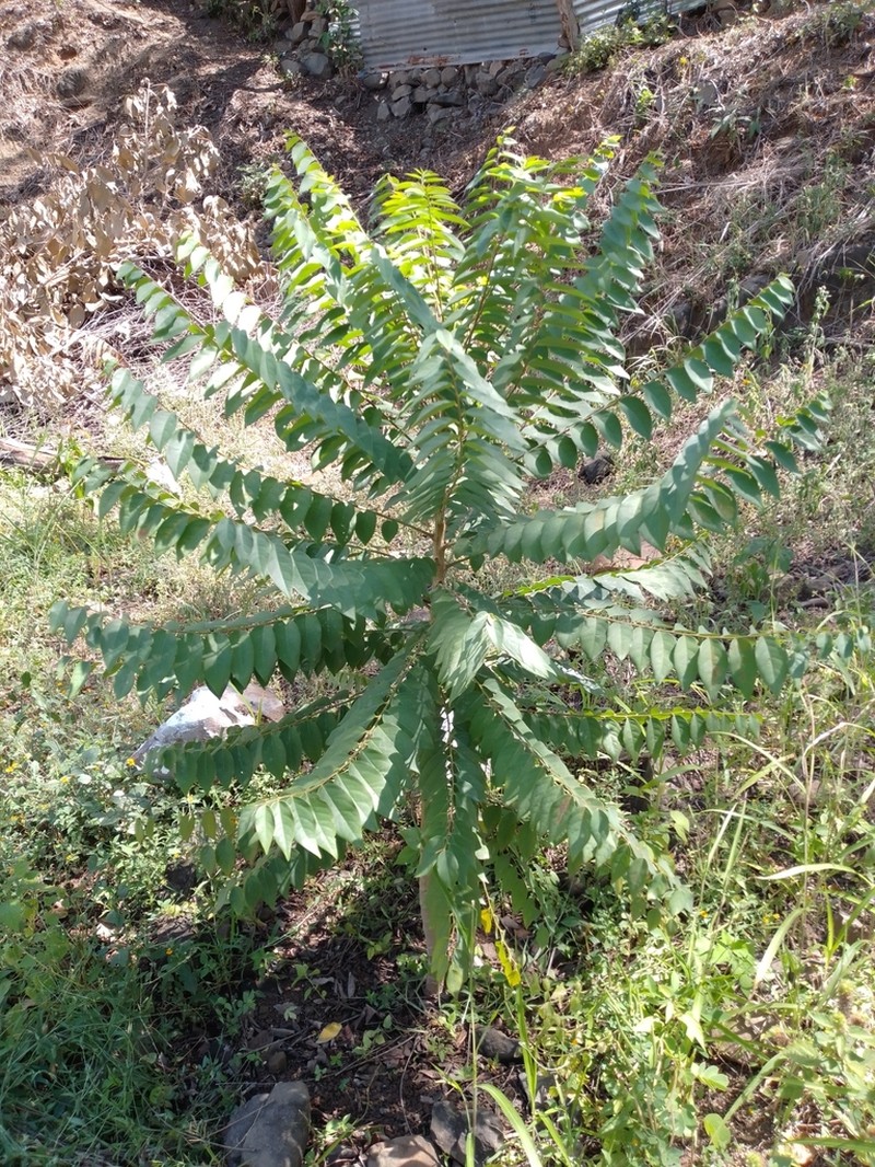 Tahitian Gooseberry Tree photo 9