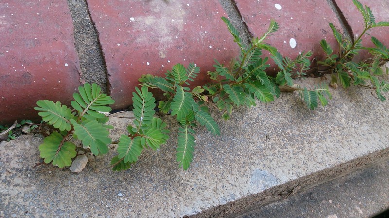 Carry Me Seed photo 5