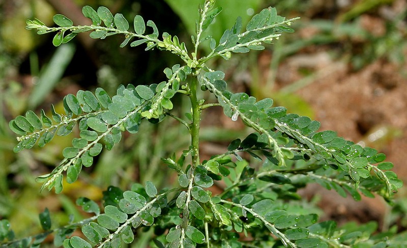 Carry Me Seed photo 2