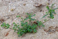Carry Me Seed