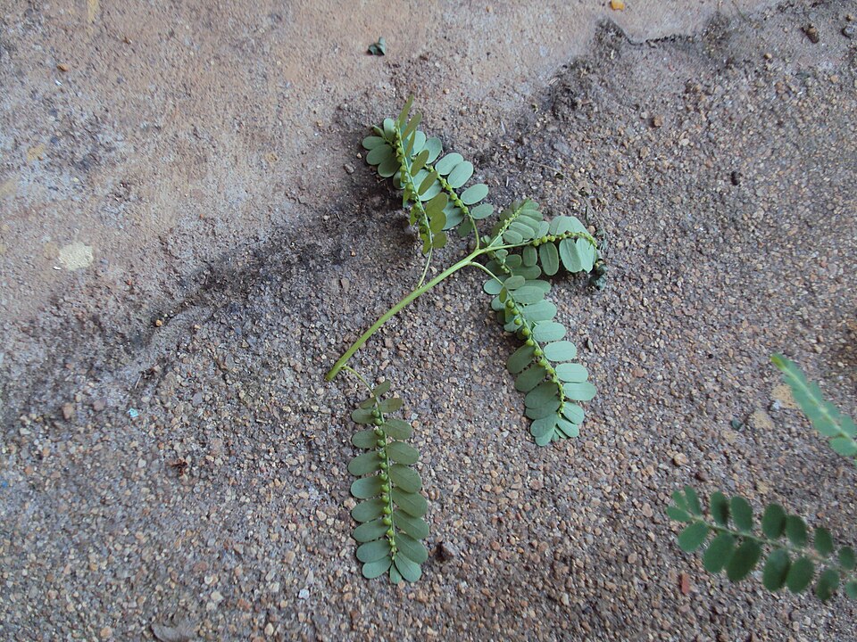 Carry Me Seed photo 7
