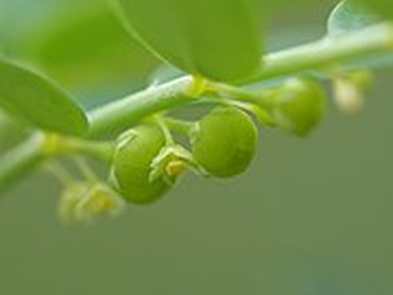 Carry Me Seed photo 8