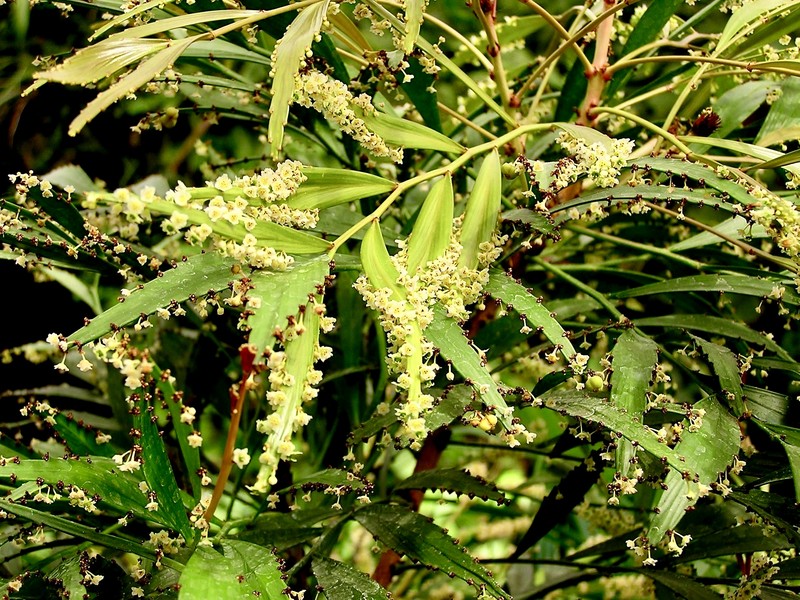 Foliage Flower photo 4