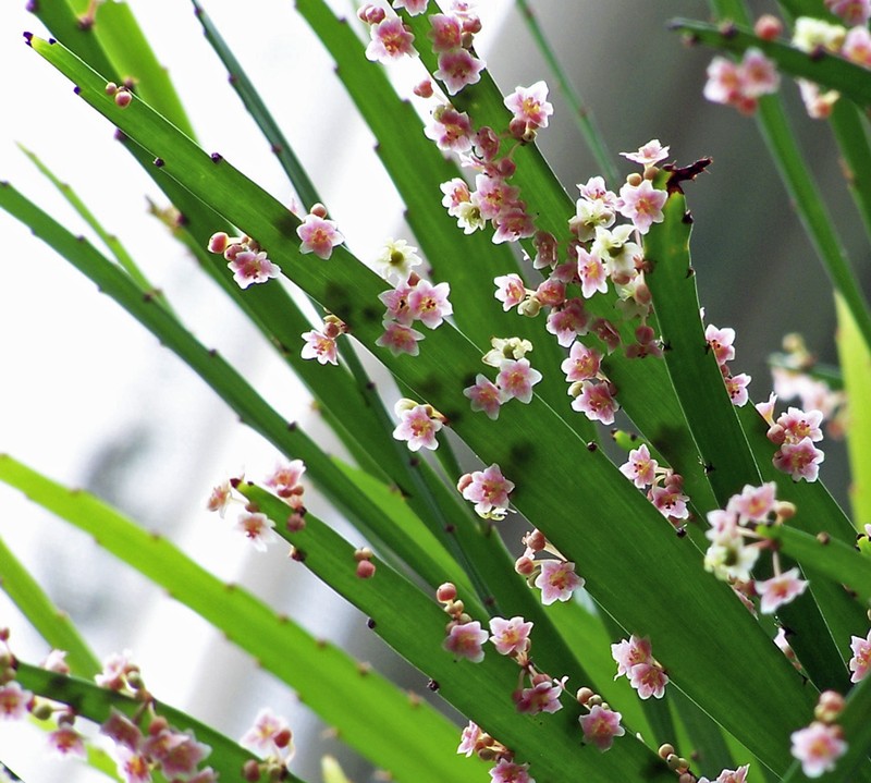Foliage Flower photo 5
