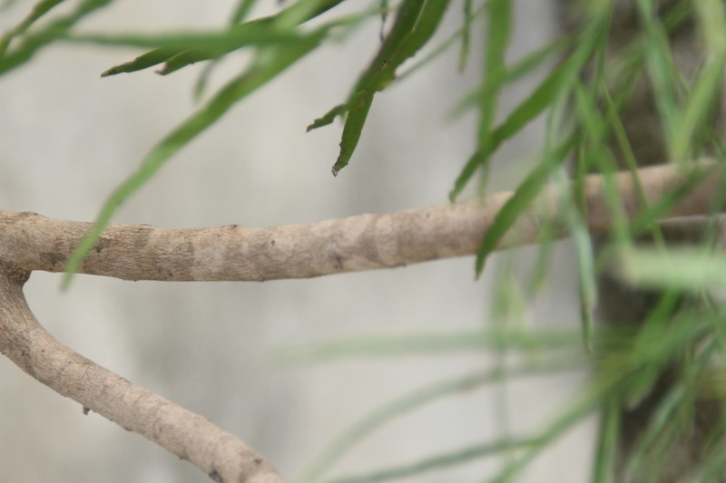 Foliage Flower photo 6