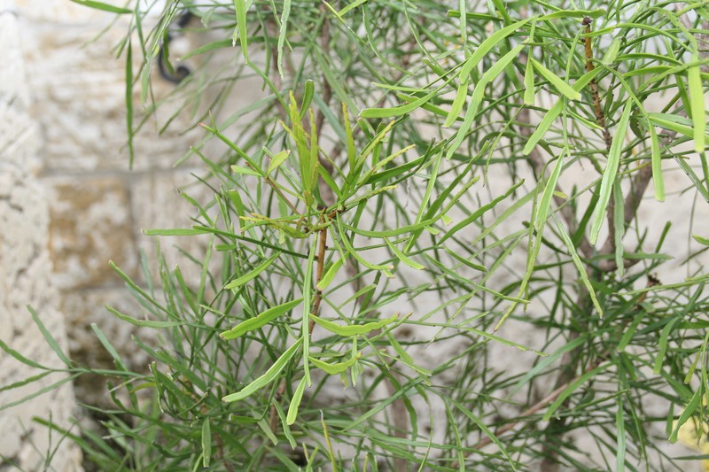 Foliage Flower photo 7