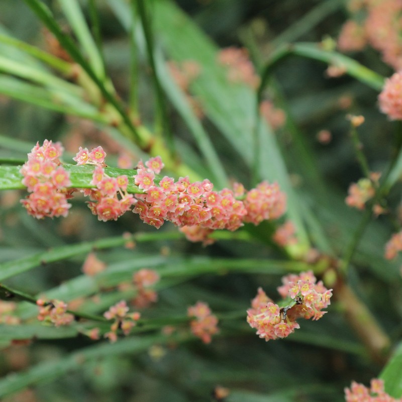 Foliage Flower photo 2