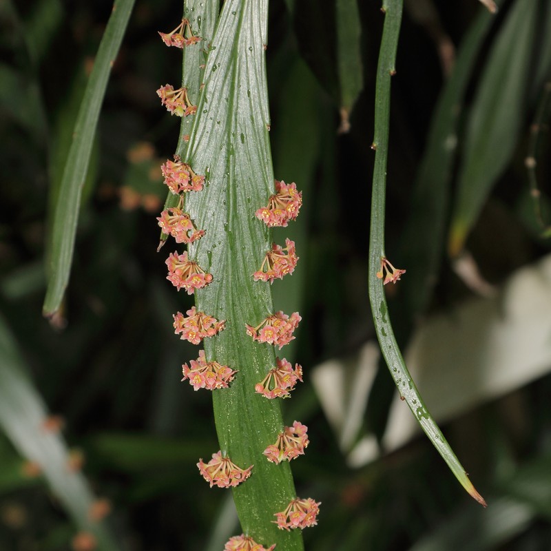 Foliage Flower photo 3