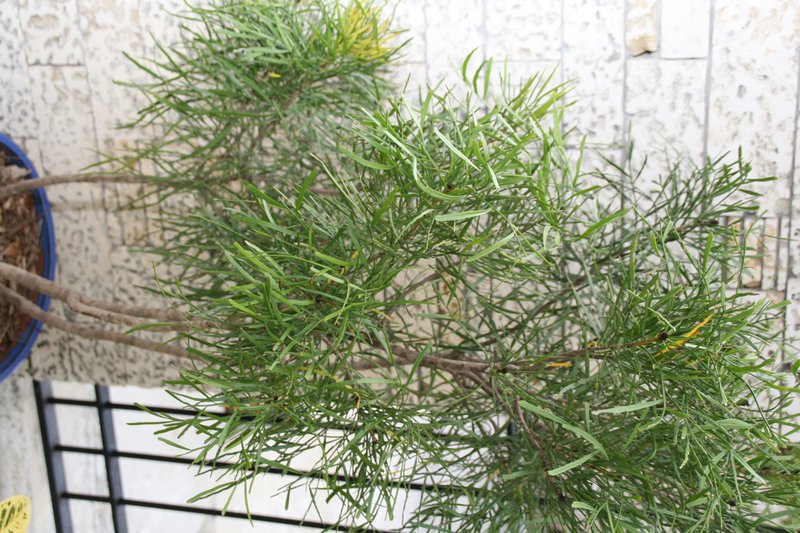 Foliage Flower photo 8