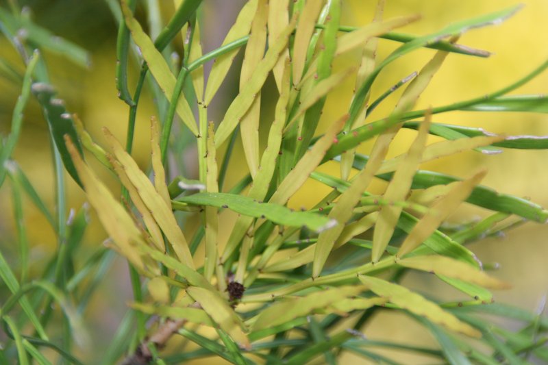 Foliage Flower photo 9