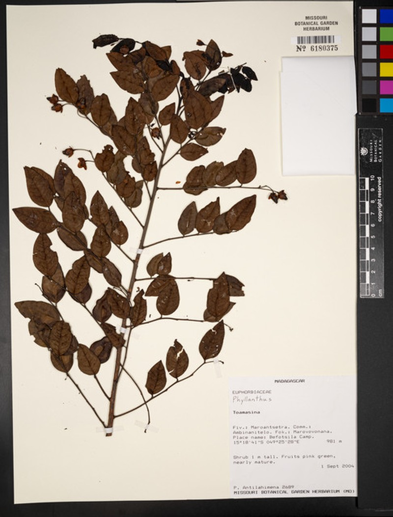 Phyllanthus ankirindrensis