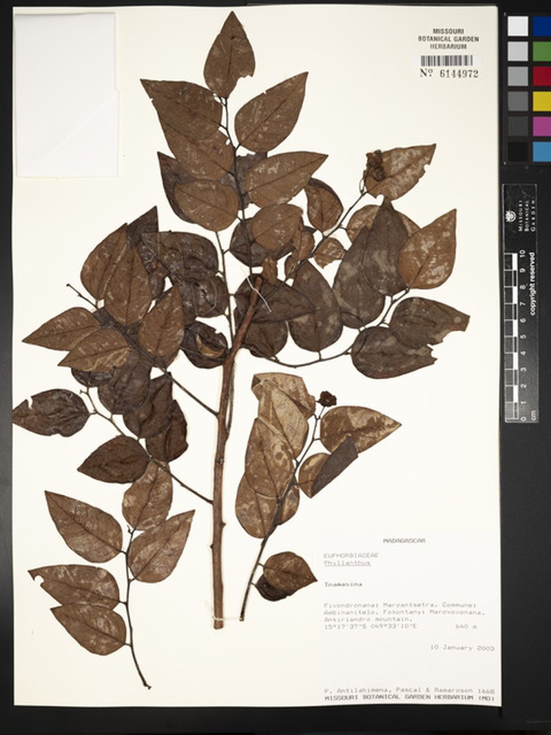 Phyllanthus ankirindrensis photo 2