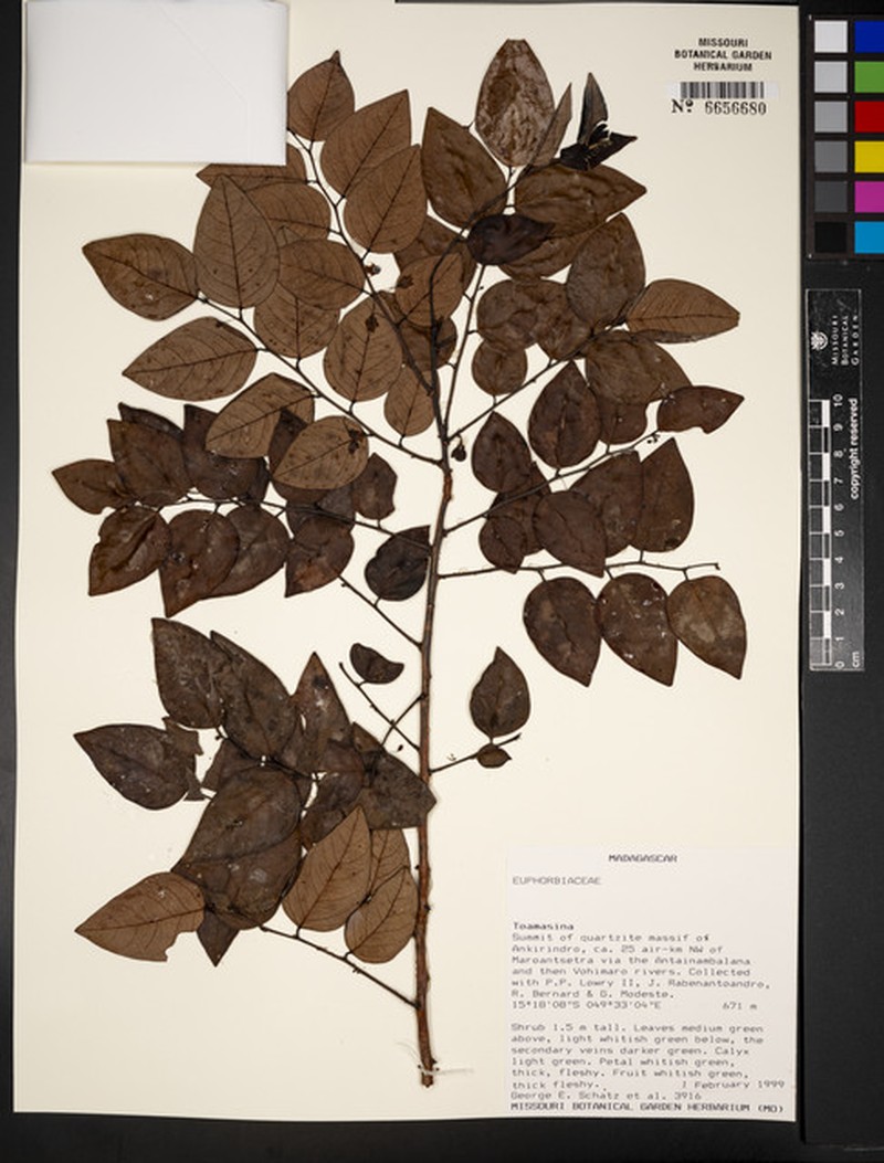 Phyllanthus ankirindrensis photo 3