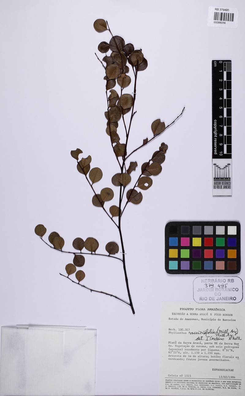 Phyllanthus aracaensis