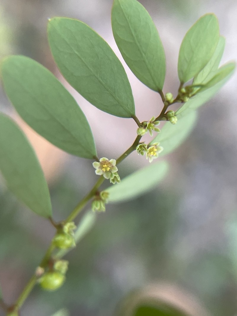 Carolina Leaf-Flower photo 5
