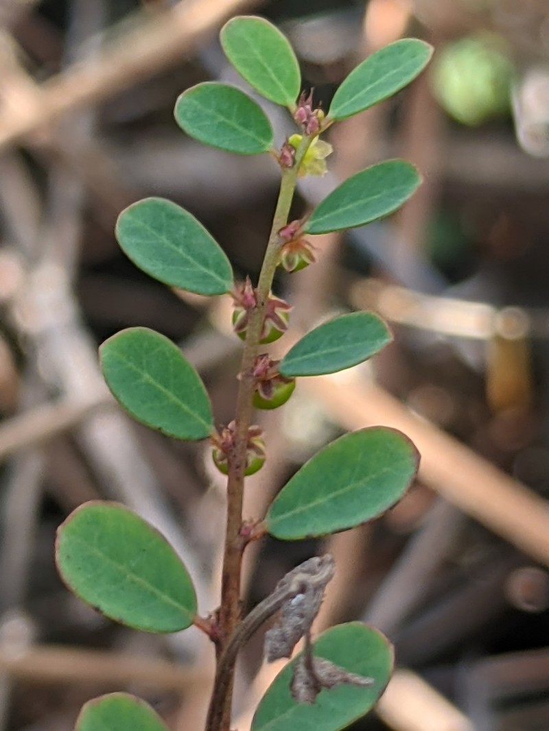 Carolina Leaf-Flower photo 6