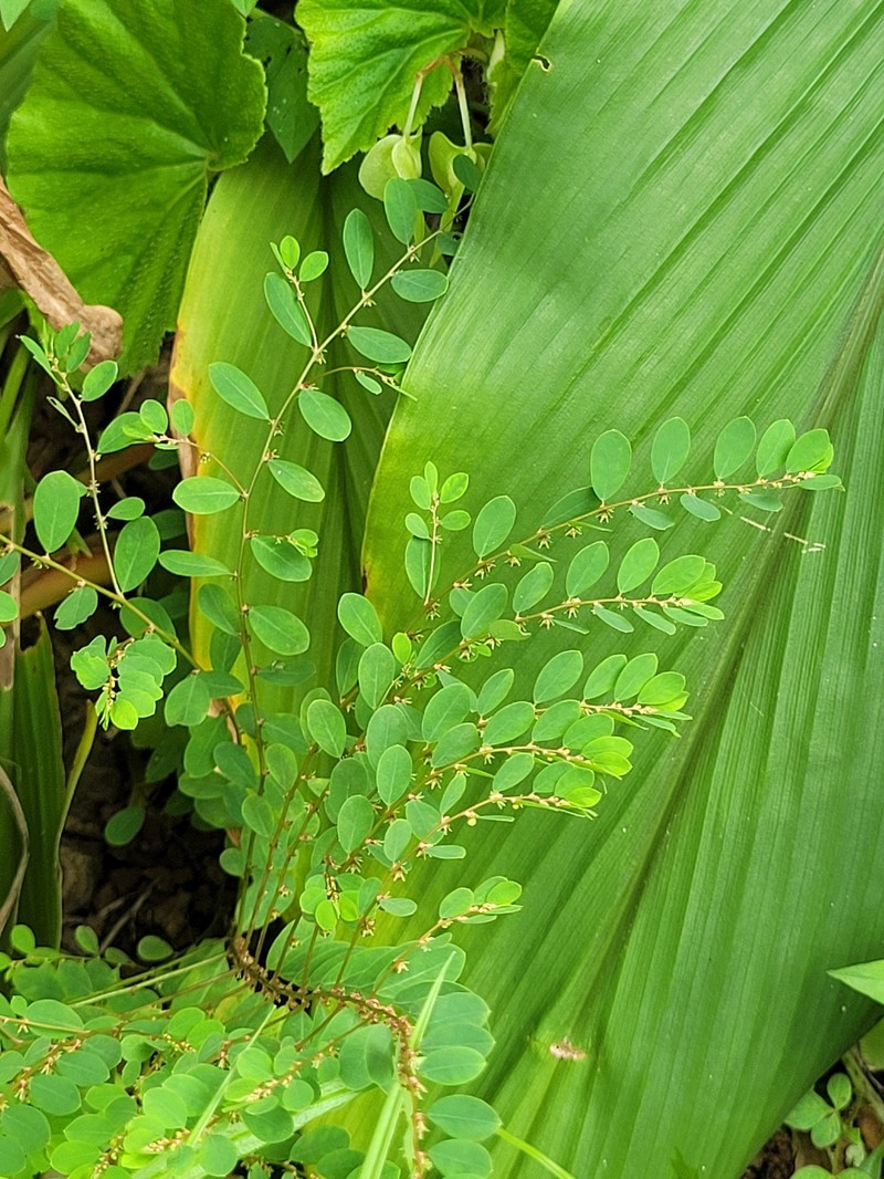 Phyllanthus caroliniensis subsp. caroliniensis