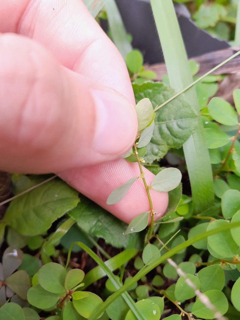 Phyllanthus caroliniensis subsp. caroliniensis photo 2
