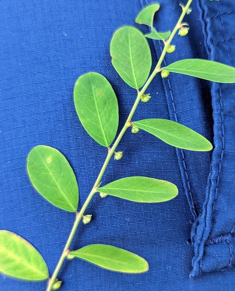 Phyllanthus caroliniensis subsp. caroliniensis photo 3