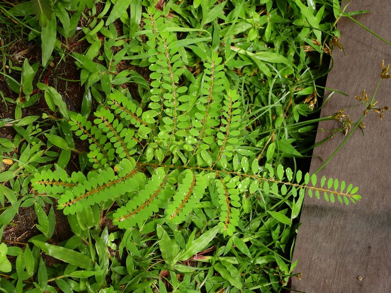 Phyllanthus caroliniensis subsp. caroliniensis photo 4