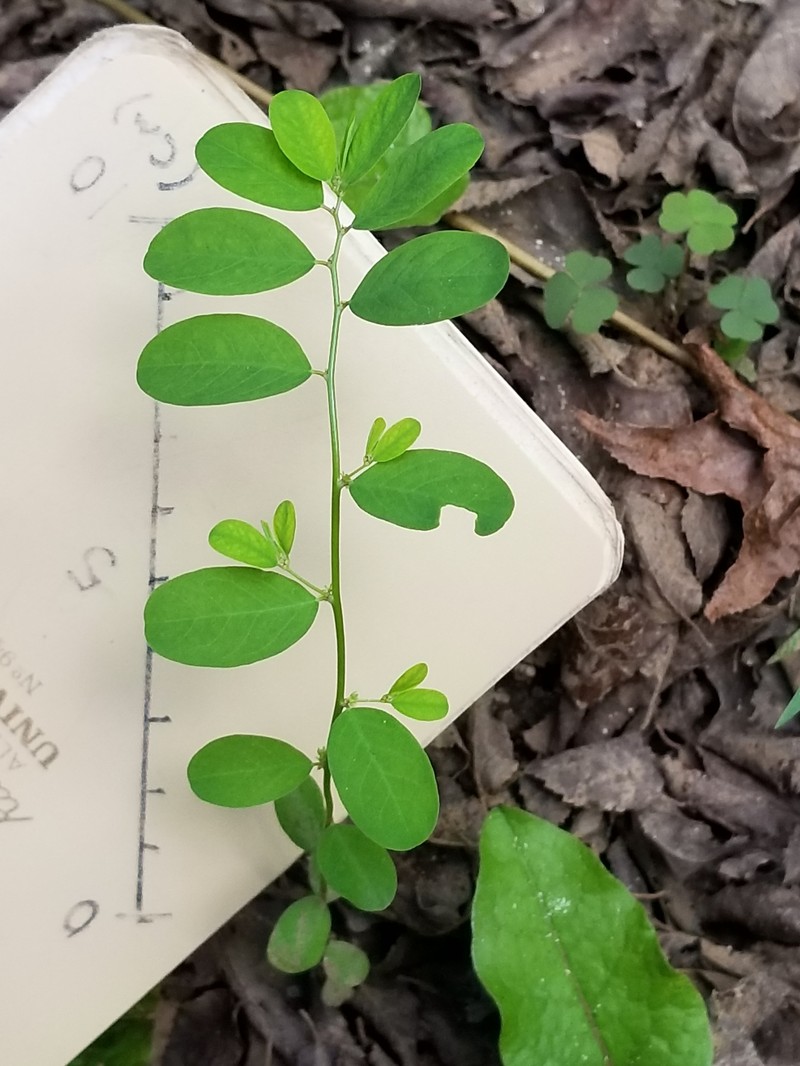 Phyllanthus caroliniensis subsp. caroliniensis photo 5