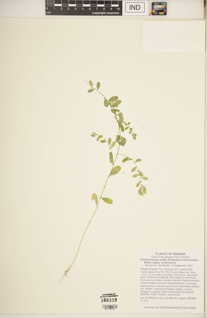 Phyllanthus caroliniensis subsp. caroliniensis photo 6
