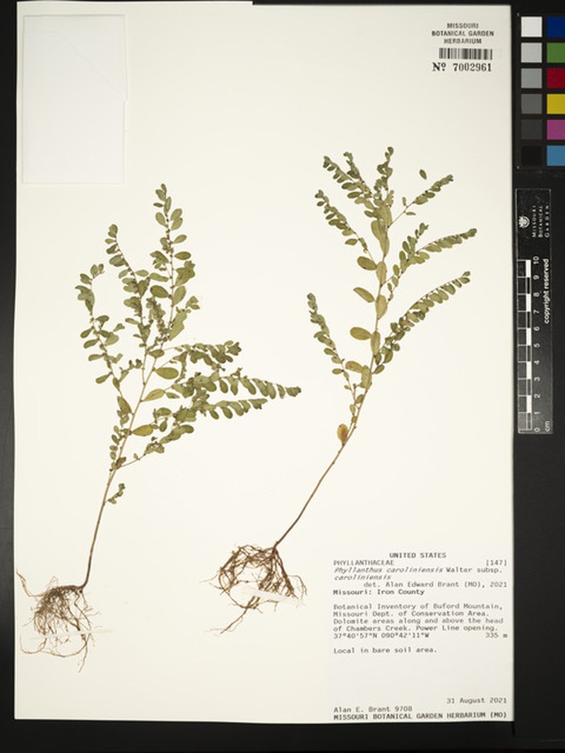 Phyllanthus caroliniensis subsp. caroliniensis photo 7