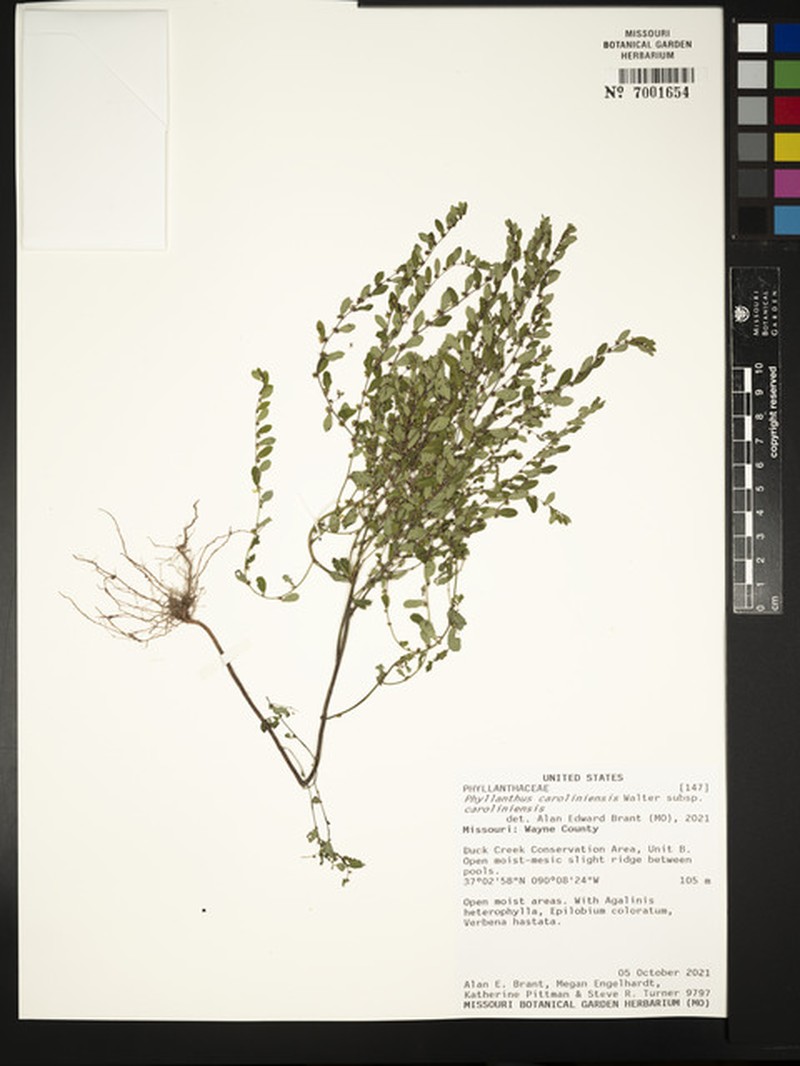 Phyllanthus caroliniensis subsp. caroliniensis photo 8