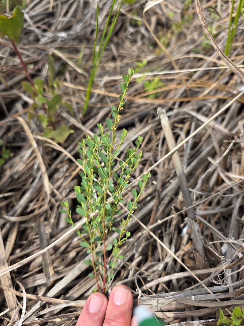 Phyllanthus caroliniensis subsp. saxicola